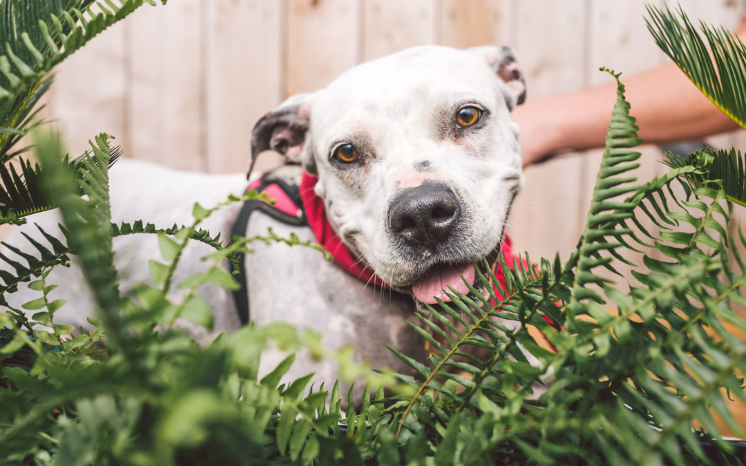 ZilkerBarking in Big D: Austin-based pet photog donates proceeds from shoot to DPA!