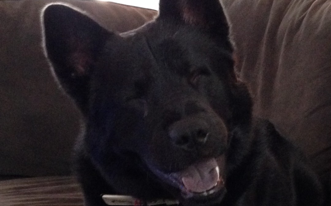 Ruff Life: Buggs