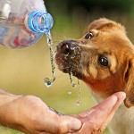 1-Puppy-Drinking-Water-From-A-Bo-20114402-bs