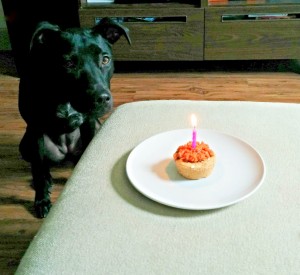 Buffy with her pupcake.