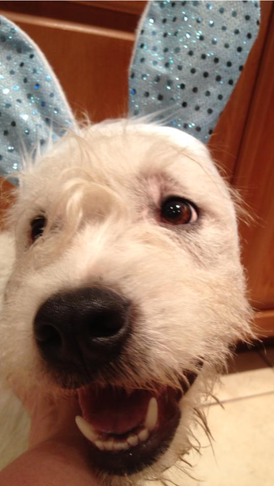 Roo sporting her blue sequin bunny ears!