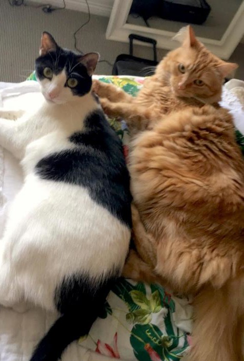 The Importance of Pet Fostering 2 millie and friend e1486000168863