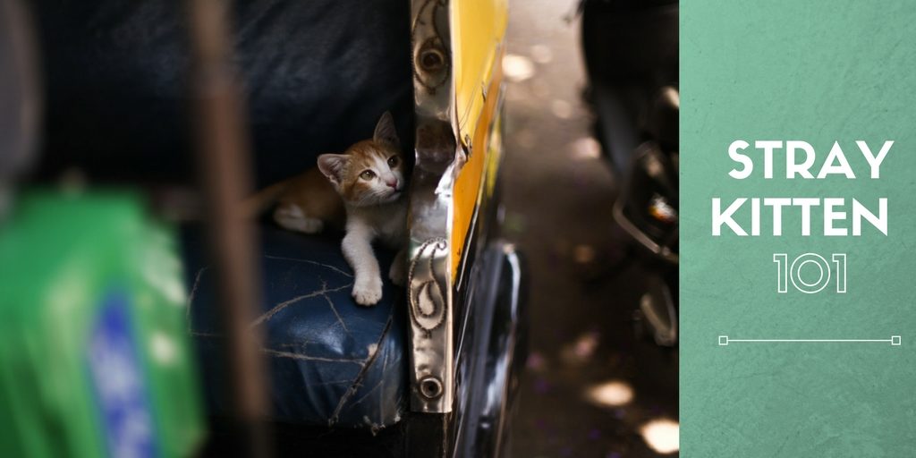 Stray Kitten 101 What To Do If You Find One Dallas Pets Alive