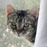 Adoptable Cat Betty - Dallas Pets Alive