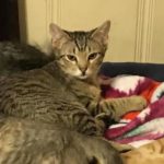 Adoptable Cat Napoleon Dynamite - Dallas Pets Alive