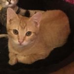 Adoptable Cat Orange Julia - Dallas Pets Alive