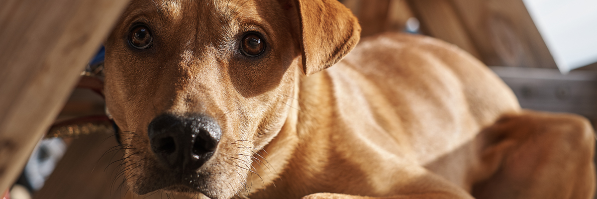Dallas Pets Alive Planned Giving