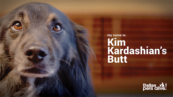 Dallas Pets Alive! Wins Effie Award for Marketing