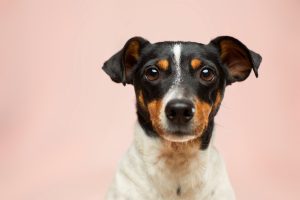 pet fostering