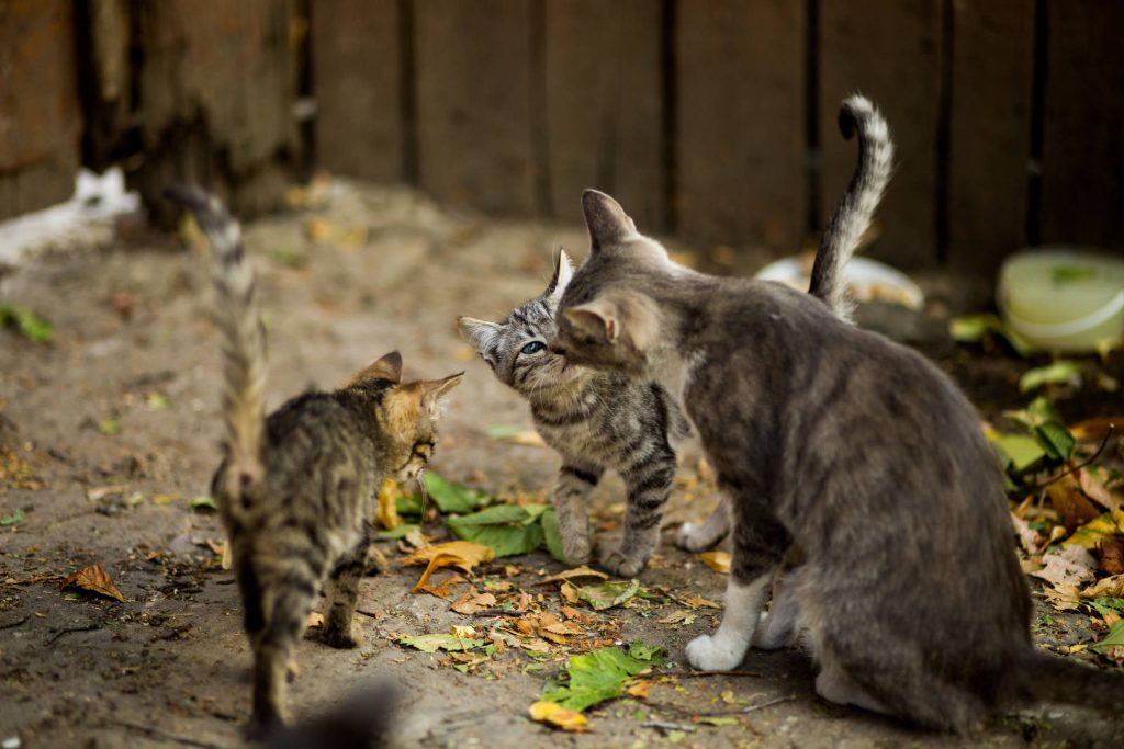trap-neuter-release