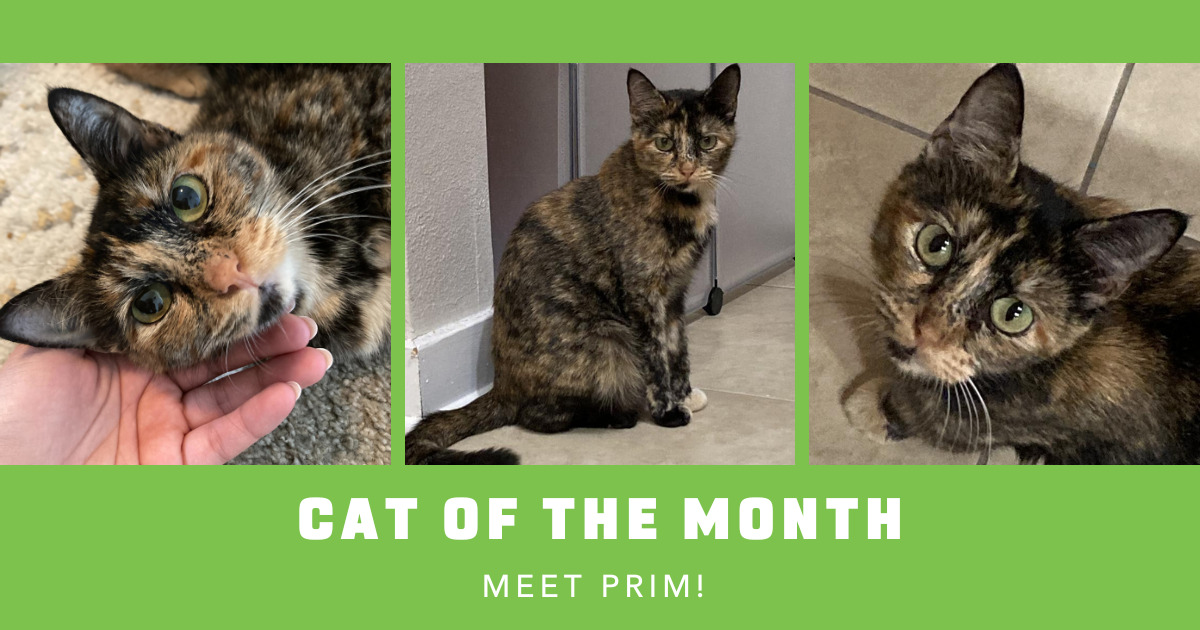 April 2023 Cat of the Month, Mama Prim