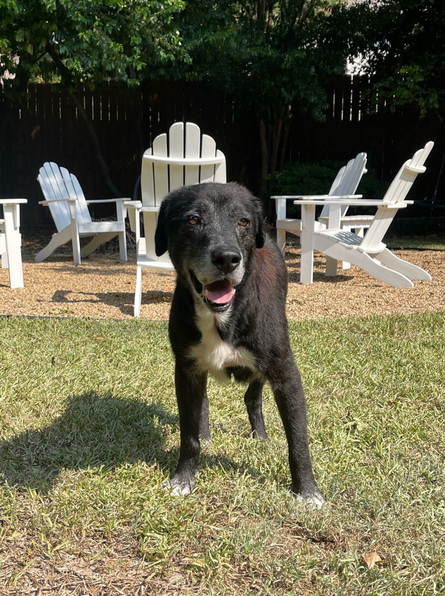 Craigslist Dallas Pets For Sale By Owner - xbk91ov