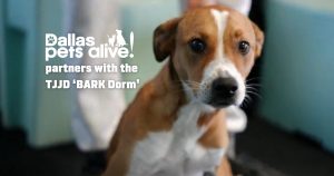Dallas Pets Alive partners with the Texas Juvenile Justice Department's 'BARK Dorm' program