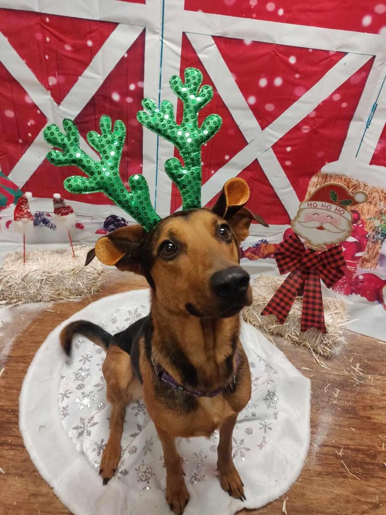 Faye posing for her Christmas picture at Camp Bow Wow
