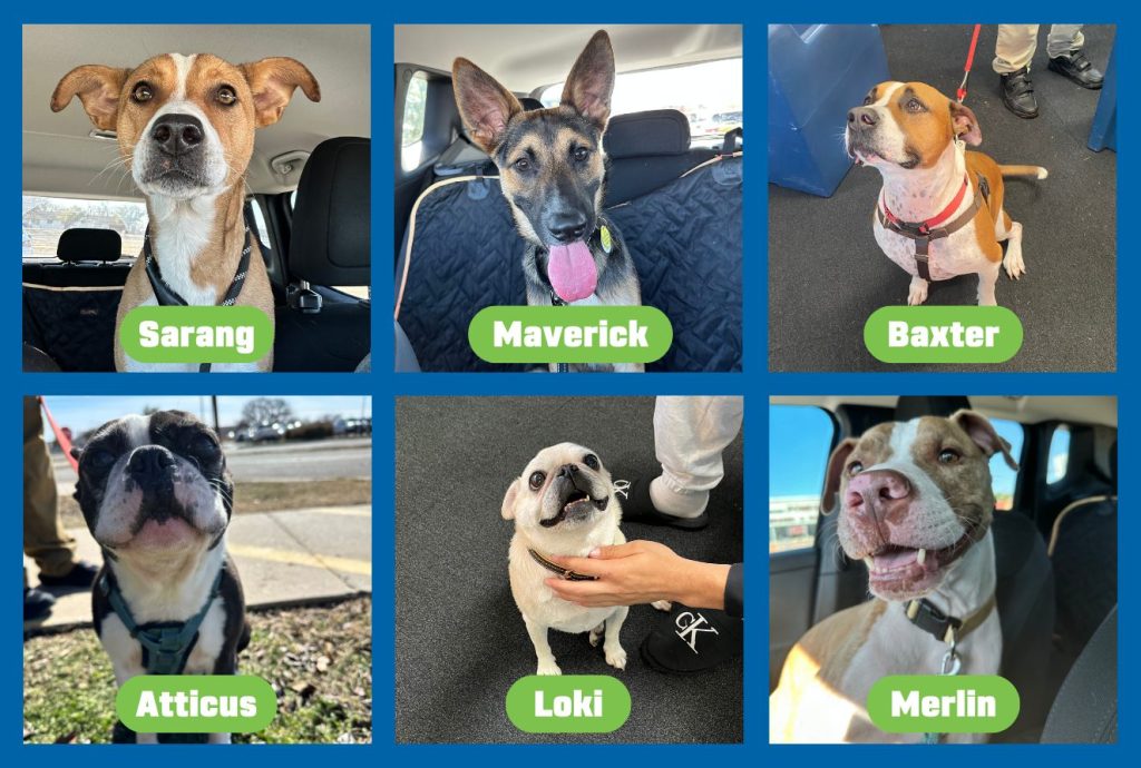 Sarang, Maverick, Baxter, Atticus, Loki, and Merlin: the first six canine residents of the BARK dorm.