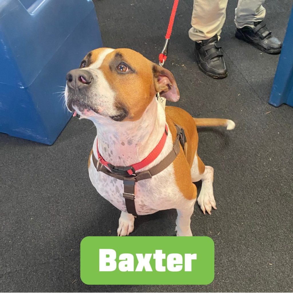 Baxter, canine resident at the BARK dorm