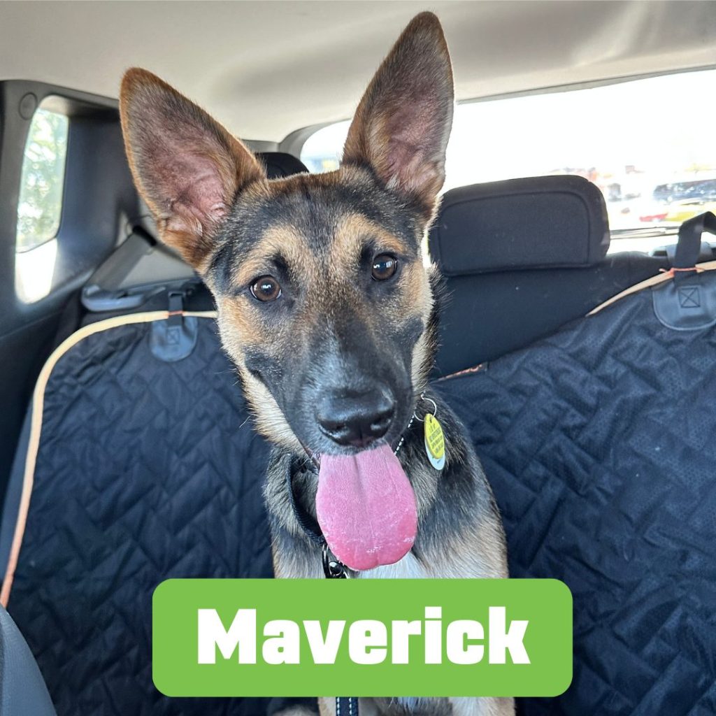 Maverick, canine resident at the BARK dorm