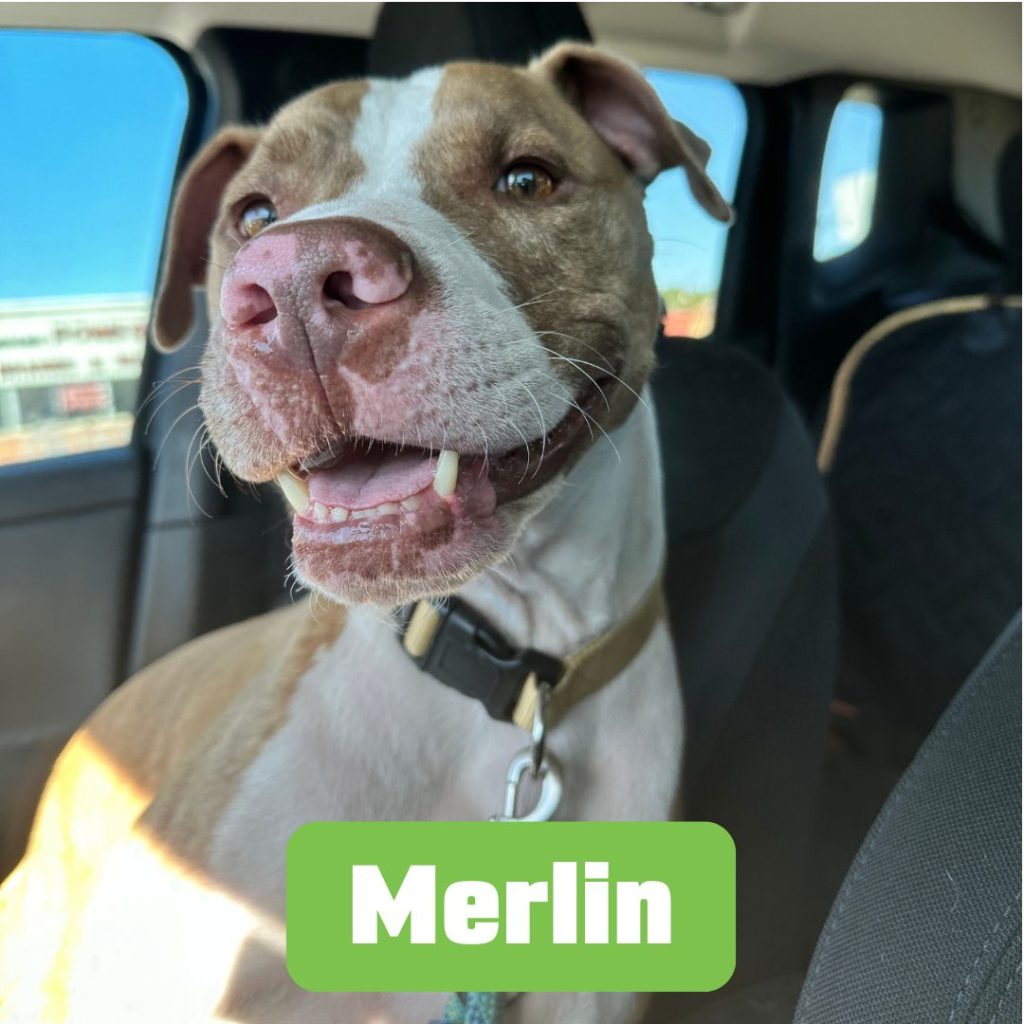 Merlin, canine resident at the BARK dorm