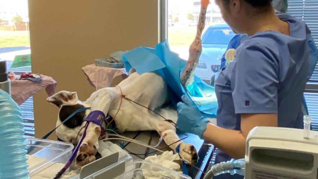 Snoopy Surgery
