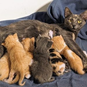 Kitten Season - Dumpling and Kittens