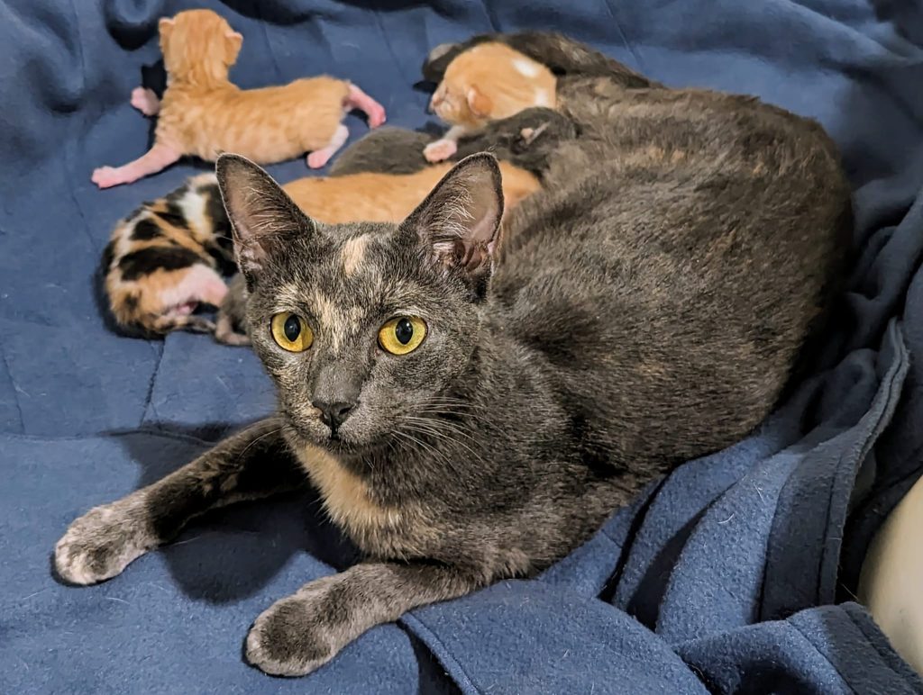young mother cat with 7 kittens rescued during kitten season