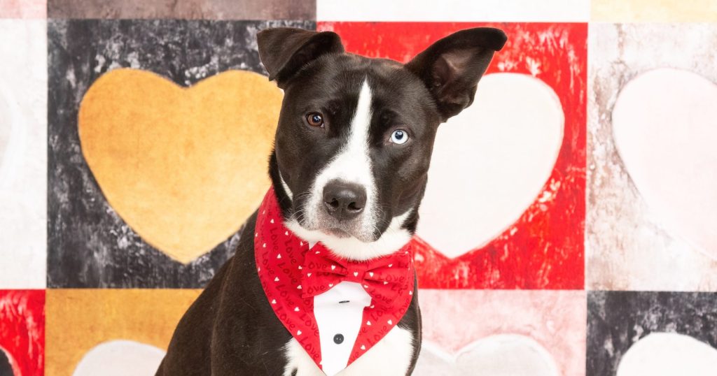 Animal Rescue Blog Featuring Ranger