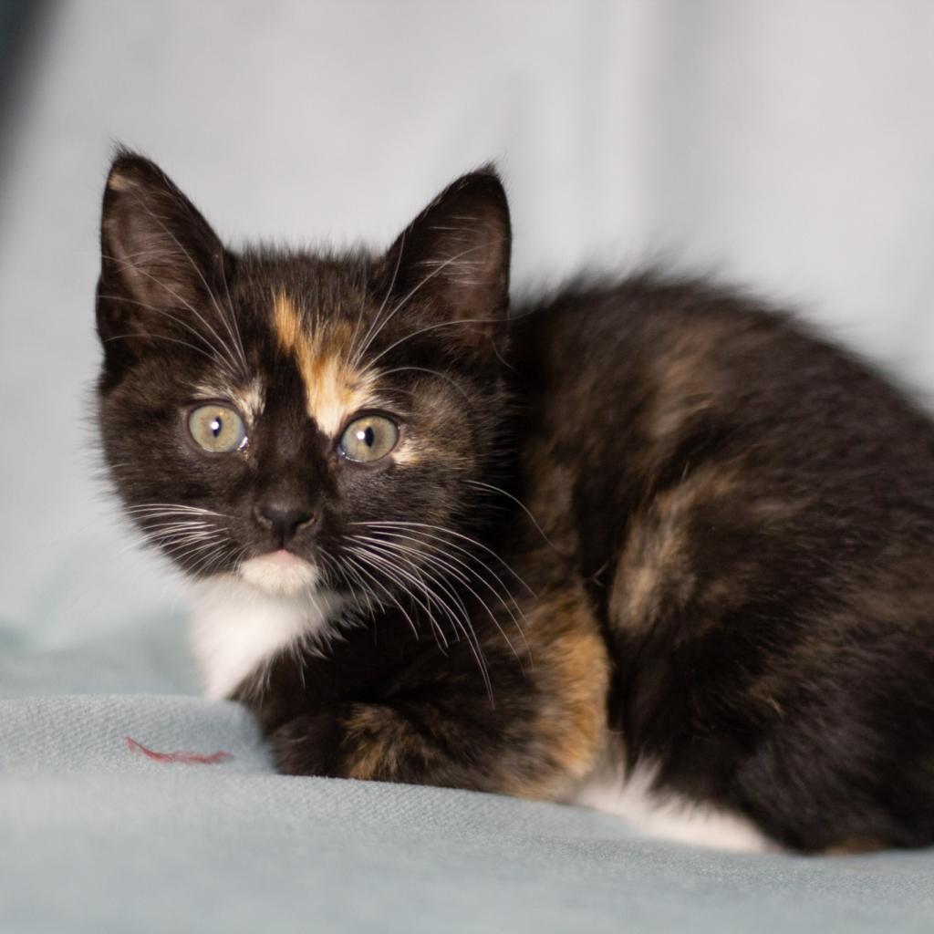 Kitten Season Adoption - Tifa