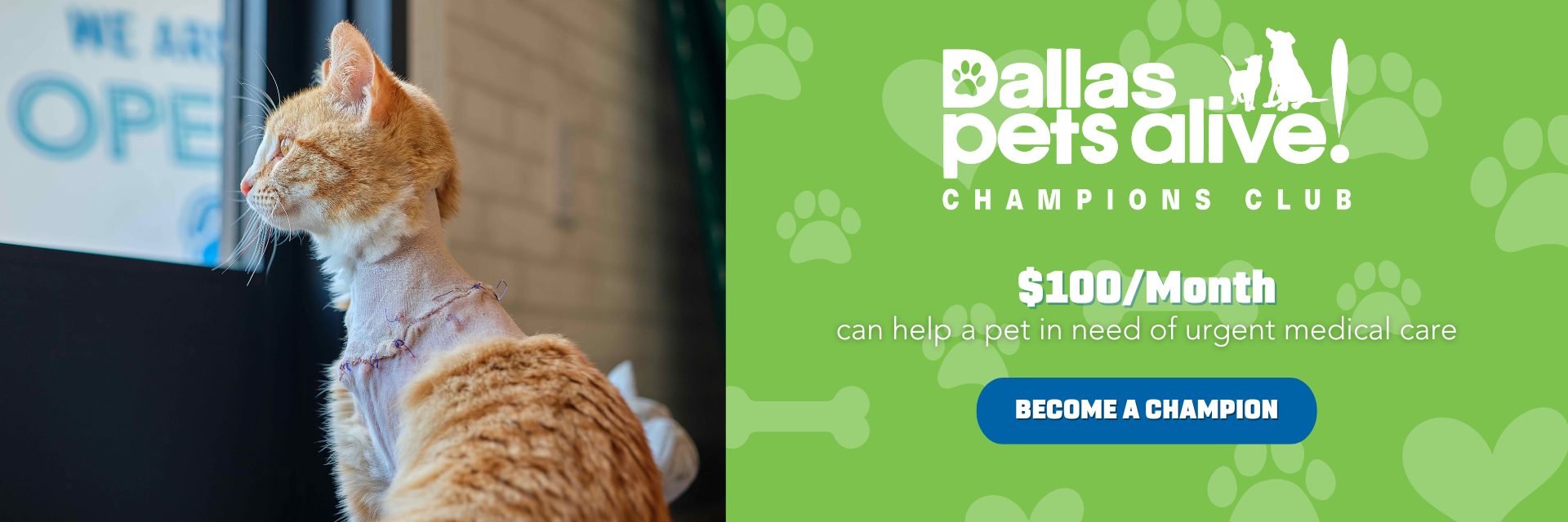 $100/month can help a pet in need of urgent medical care