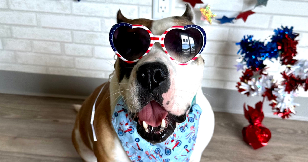 pet-friendly July fourth - Holly Goodgirl