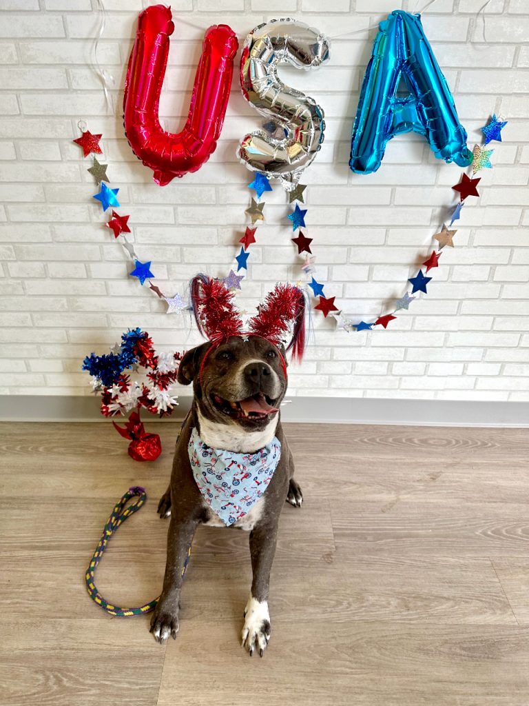 July Fourth 2024 News - Finding Lark's Forever Home