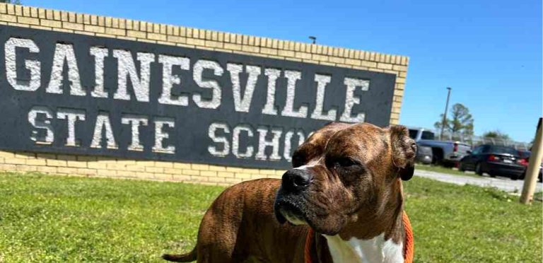 The BARK Dorm Celebrates One Year of Granting Second Chances