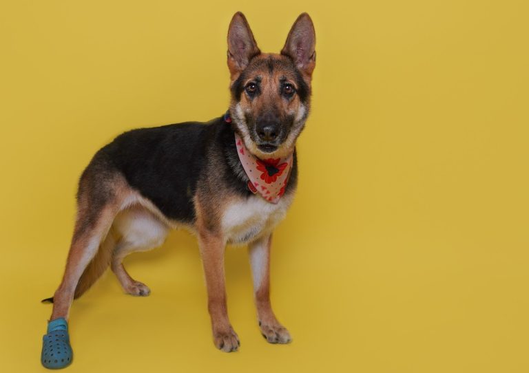 Celebrate Specially Abled Pets Day on May 3