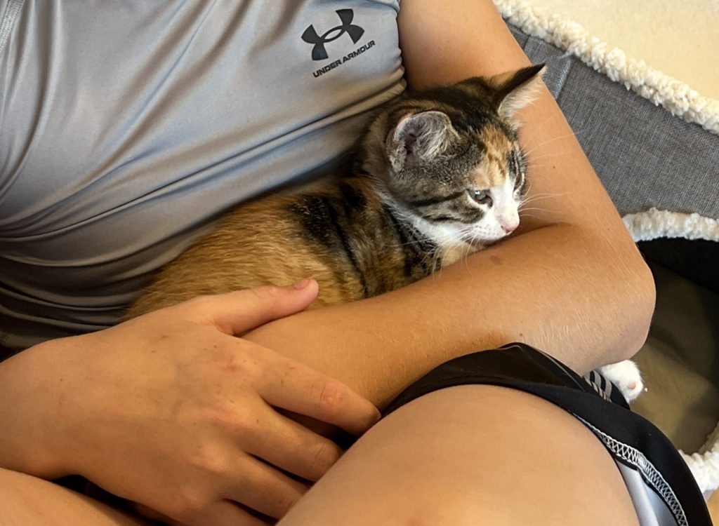 The Snuggle Spot: A Hands-On Sanctuary for DPA! Adoptable Cats 3 snuggle spot
