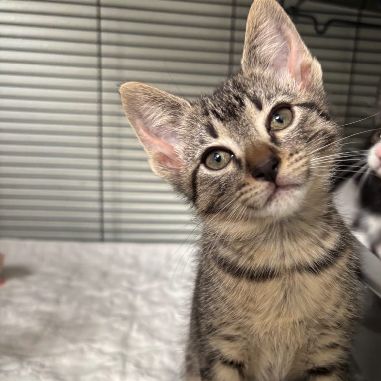 428ab142e53f37ad1564c8676263ad1a