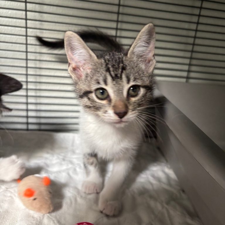 84c207069dcf0a84be70da5386b59512