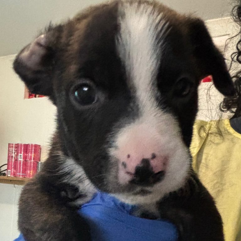 91a5218d56ead27aff667139e3ee572c