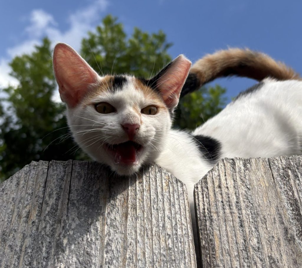 Community Cat Day and The Importance of Trap-Neuter-Return 1 trap-neuter-return