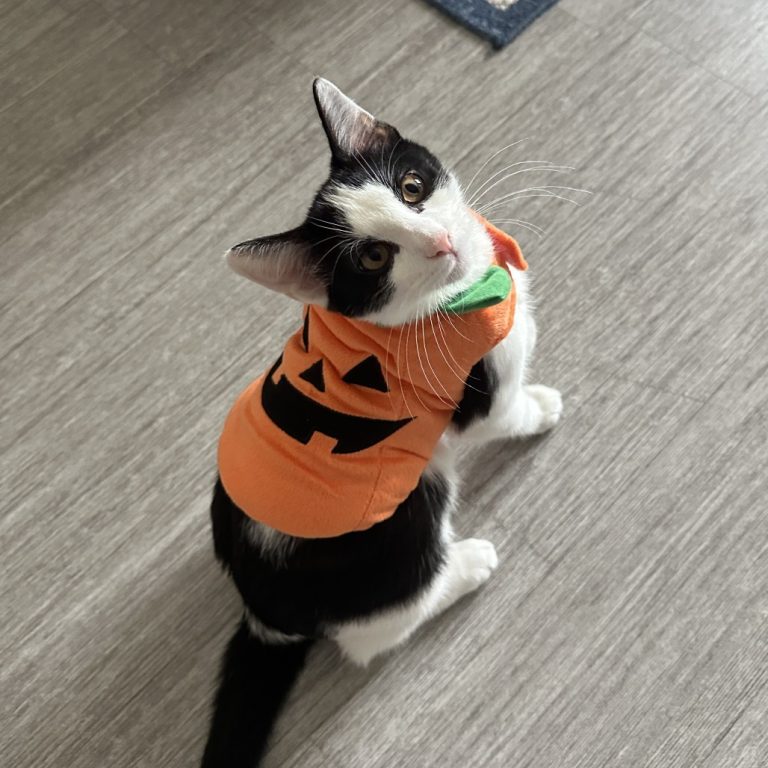 ce865608e73f45baaab110284e330545