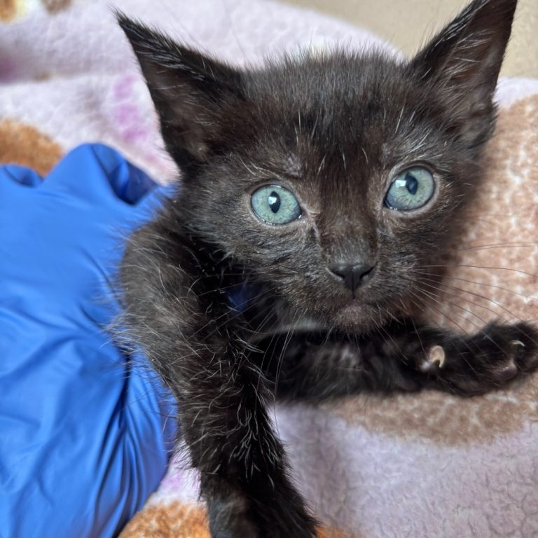 fcfd177ffe58832857530d2e08430591