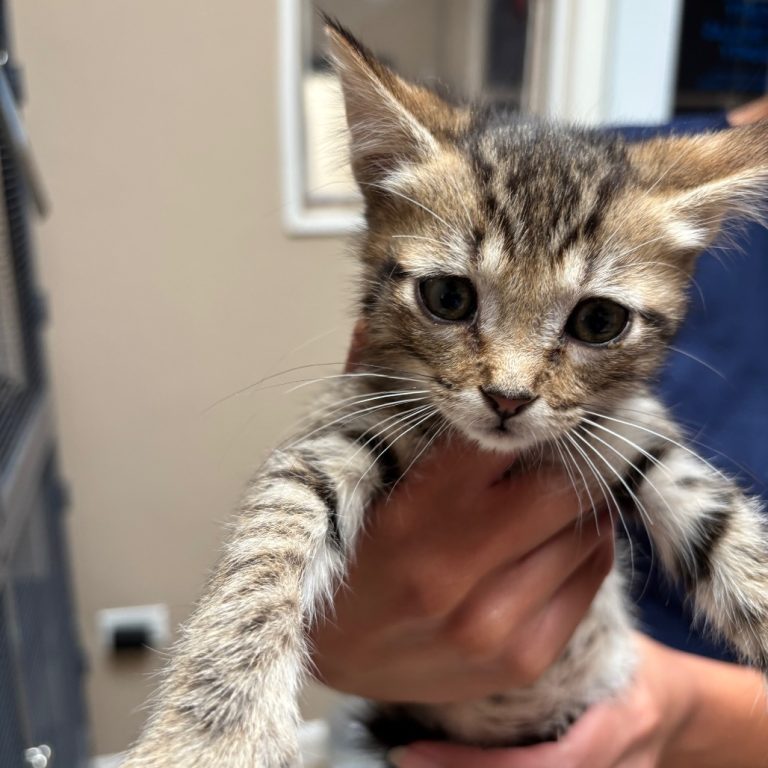 ff2357bef3ea61ee4291418c53cd0b36