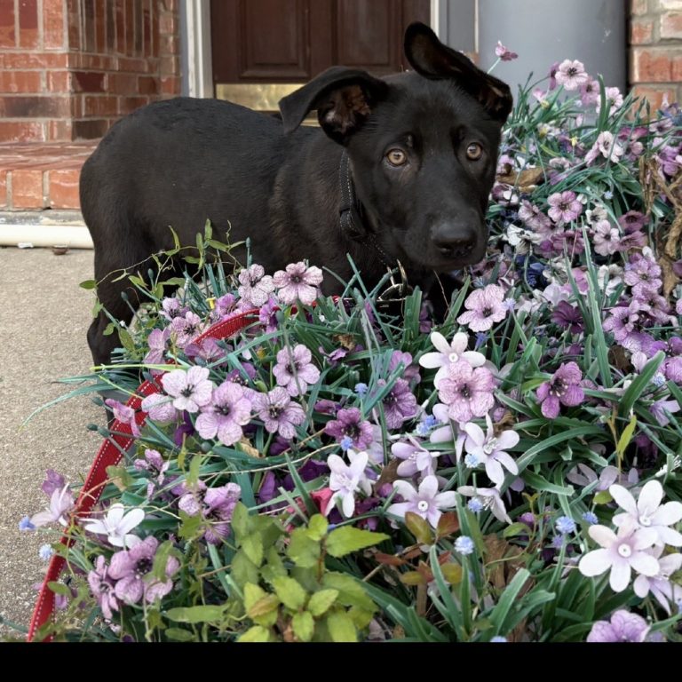 091a3efa0b056a56f33f388ba407d9de