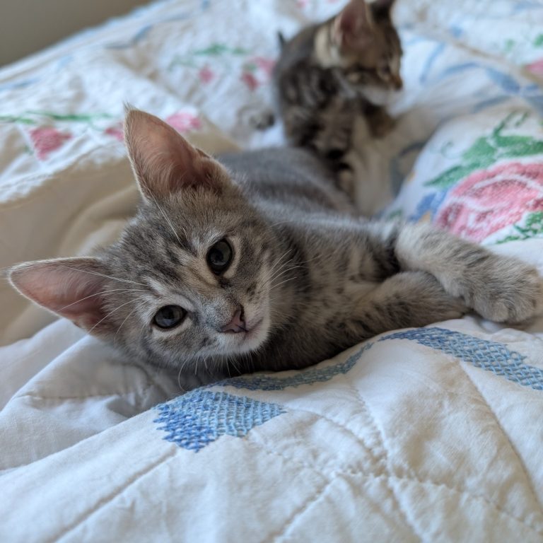 0dbb410c1a43f3a2393c02c540b5b68d