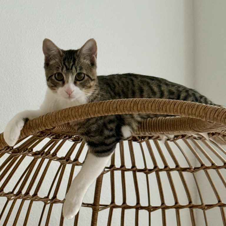 0f8385ead543bc3912a16976da252113