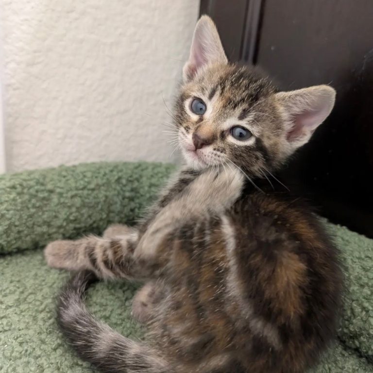 1abaebbbc061fc7228854d0c28963f8f