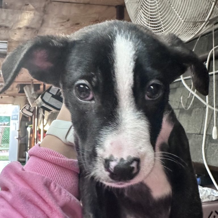 1d819392f603c978765e05aba84af824