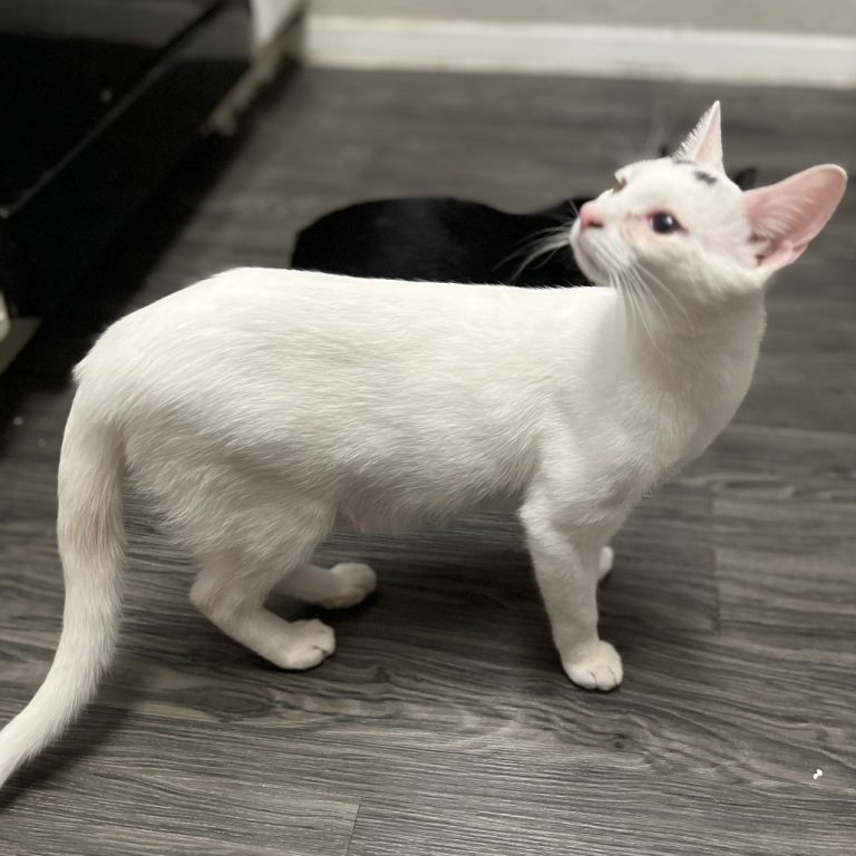 1e2e0f9e7c319c290ebe88f815a736fe