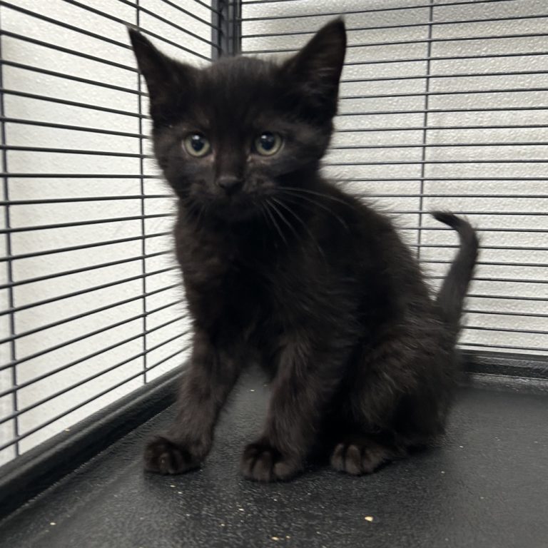 1ee4ba31e71a5cabb59863bd64a2b071