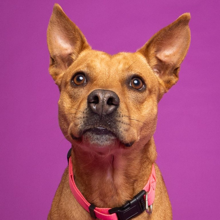 275bc6ed331ba0482a3631a6746ab86e