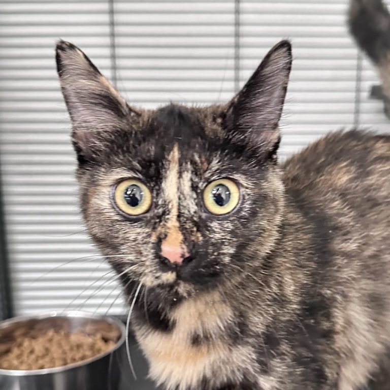 3d107fe307de2f5d3f307335c331d9f9