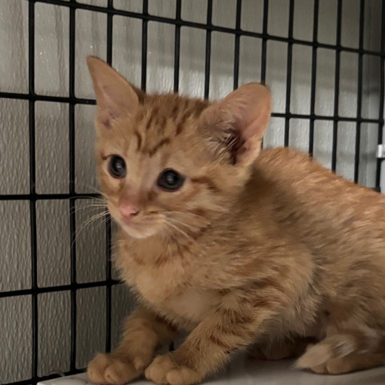 3dba9c5e65a58a184583c52cb4ee50de